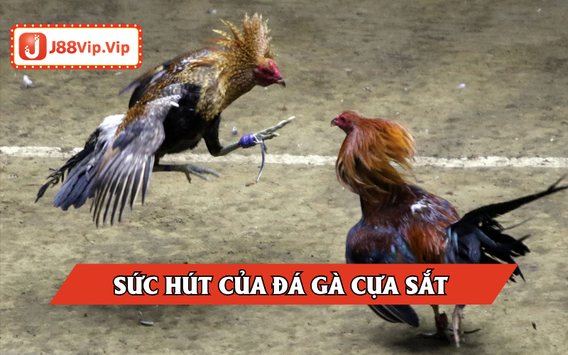 Sức hút đặc biệt của đá gà
