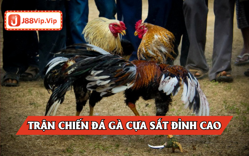 Đá gà cựa sắt J88 đỉnh cao