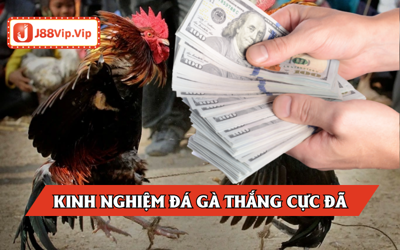 Top kinh nghiệm đá gà siêu hay